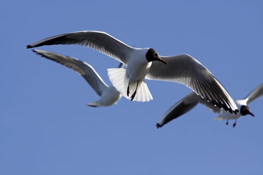 Black-headed gull in magnificent plumage