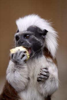 Lisztaffe with apple piece