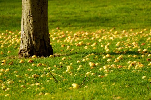 Yellow apples on an orchard ground