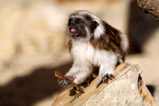 Cottontop tamarin