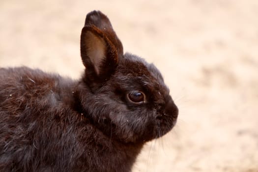 Rabbit
