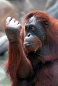Orangutan