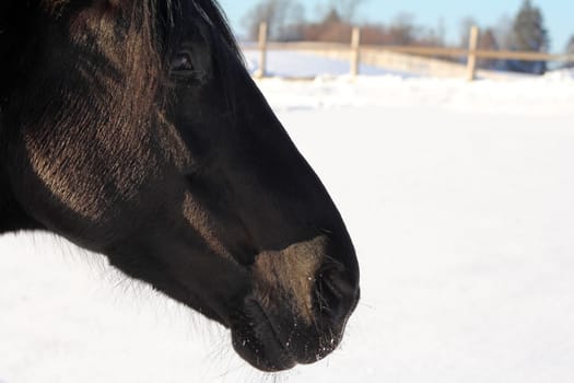 Horse on the winter pasture