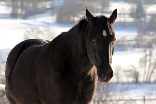 Horses also like to be outside in winter
