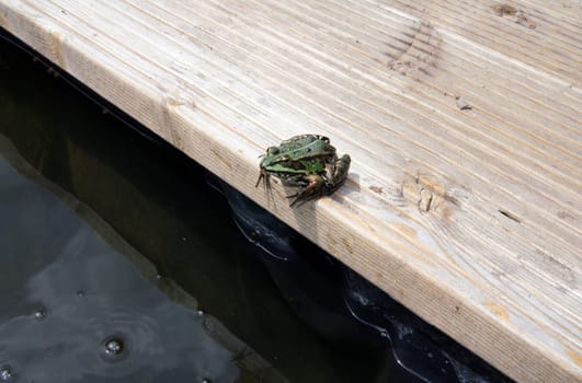 Photograph of a tree frog sitting at the edge of a garden pond.