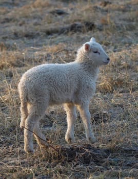 Lamb