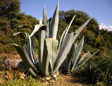 Photo of a agave succulent plant