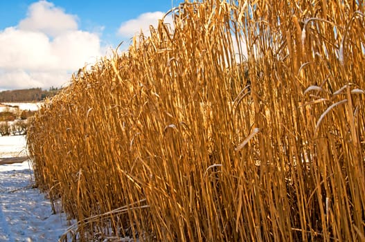 the renewable raw material Chinese reed