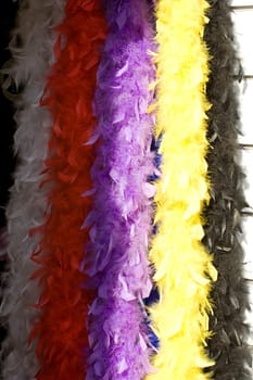 Photo of a loto of Colorful boa