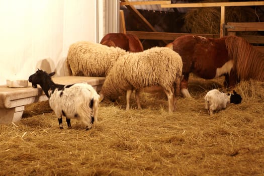 Goat, sheep and pony in the stable farm