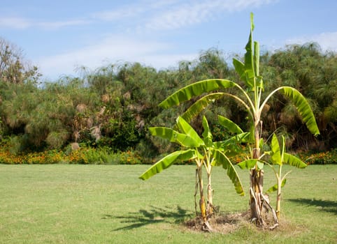 Garden with palm and other plant