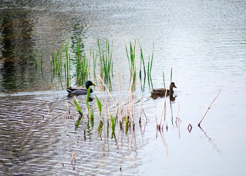 Ducks in the Timavo river, San Giovanni di Duino - Italy