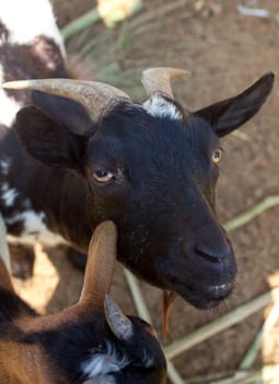 Young Goats in the farm