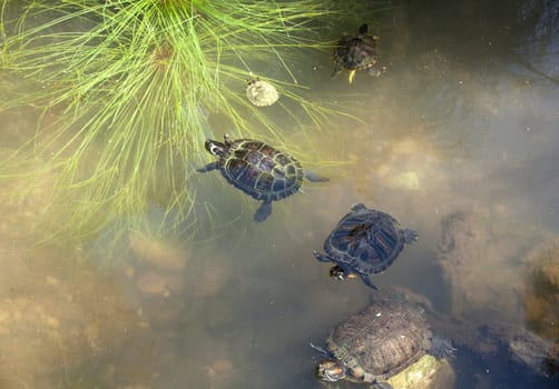 Turtles family underwater in the pound