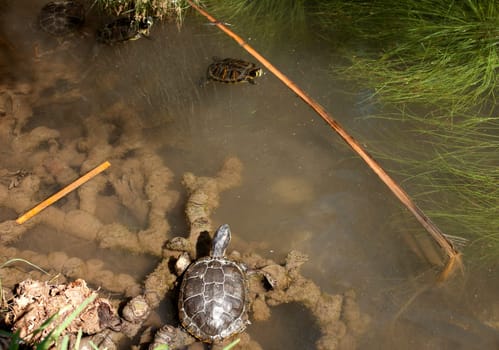 Turtles family underwater in the pound