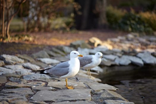 Seagulls next to the pond, Trieste park