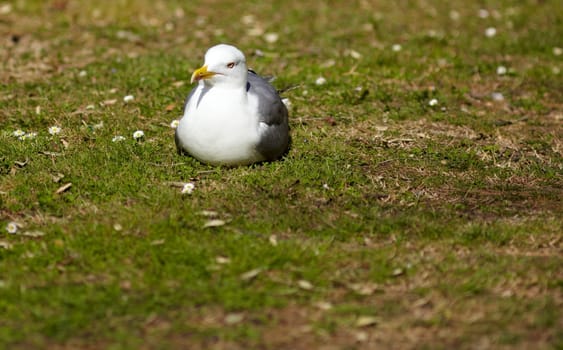 View of Seagull on the grass, Trieste park