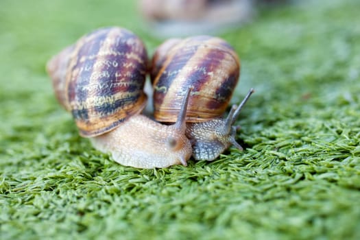 Snails on artificial grass