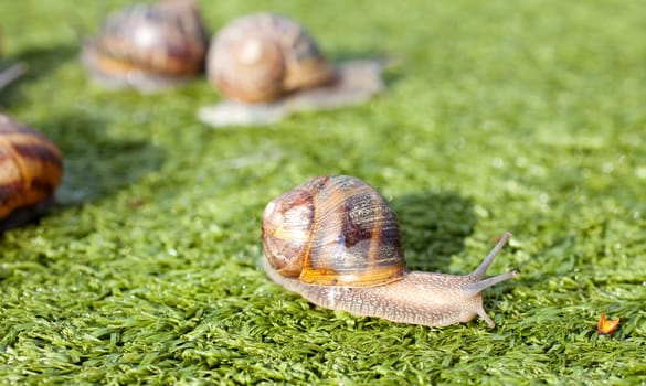 Snails on artificial grass