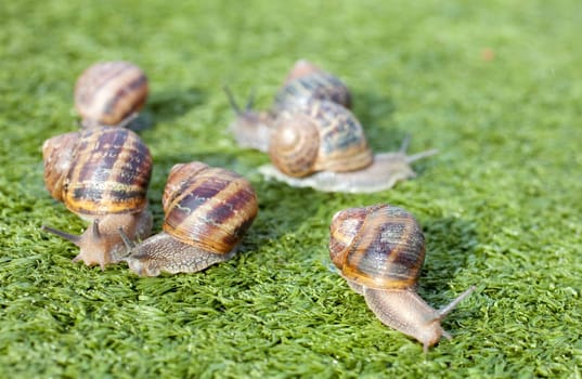 Snails on artificial grass