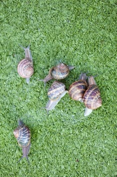 Snails on artificial grass