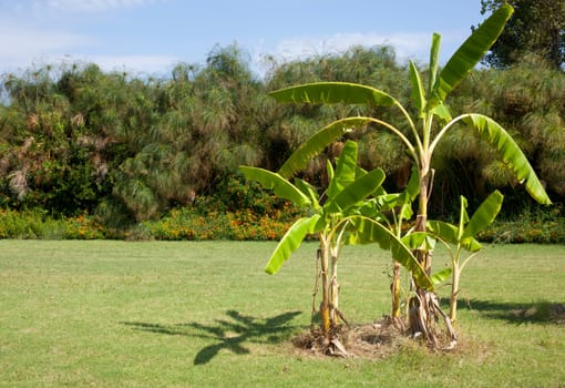 Garden with palm and other plant
