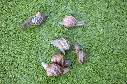 Snails on artificial grass