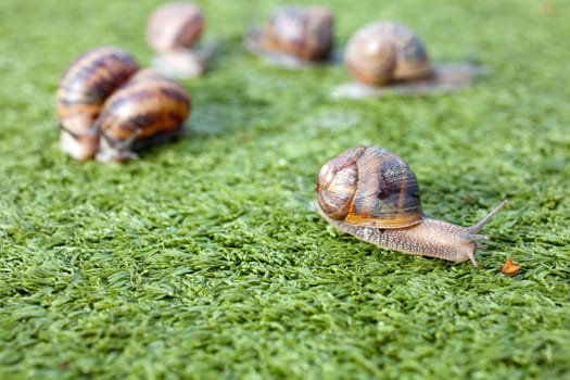 Snails on artificial grass
