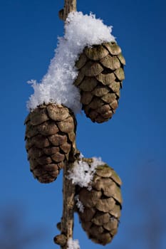 Larch cones with snow cap