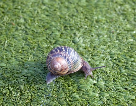 Snail on artificial grass