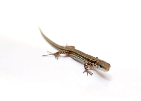 Lizard on a white background