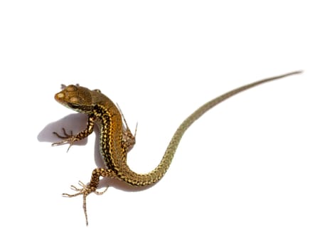 Lizard on a white background