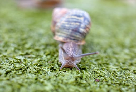 Snail on artificial grass