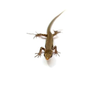 Lizard on a white background