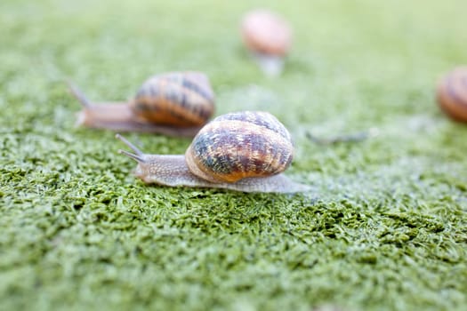 Snails on artificial grass