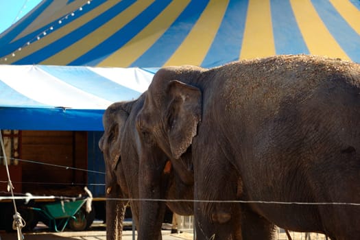 Photo of an Elephant in the city