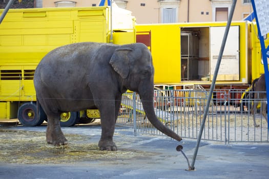 Photo of an Elephant in the city