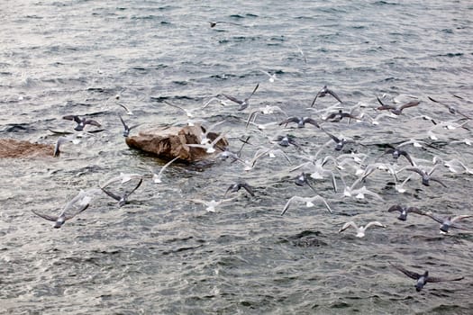 Seagulls on the rock in the sea