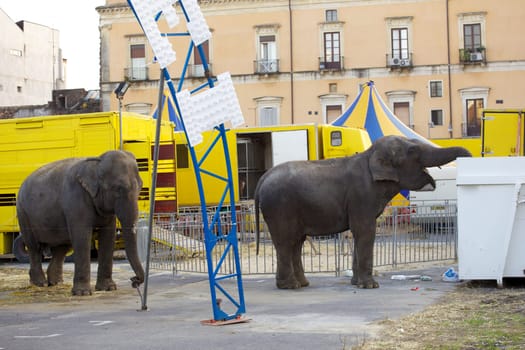 Photo of an Elephant in the city