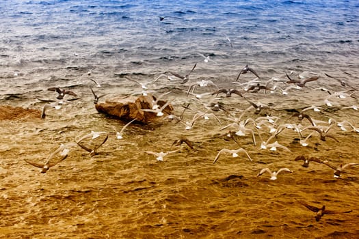 Seagulls on the rock in the sea