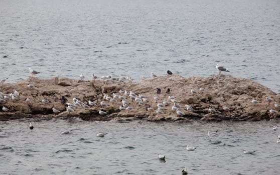 Seagulls on the rock in the sea