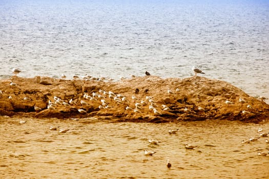 Seagulls on the rock in the sea
