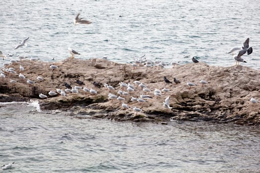 Seagulls on the rock in the sea