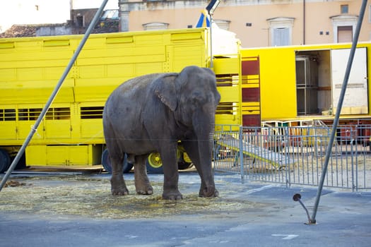Photo of an Elephant in the city