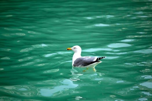 A Seagull on the sea