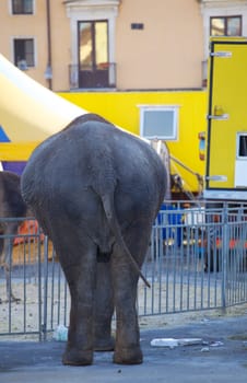 Photo of an Elephant in the city