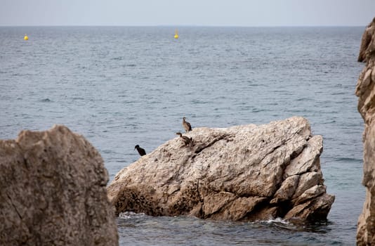 Seagulls on the rock in the sea