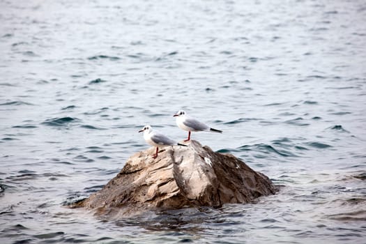 Seagulls on the rock in the sea