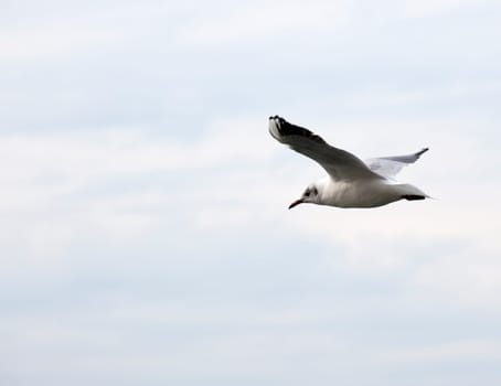 A Seagull on the sky