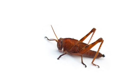 A Grasshopper on white background
